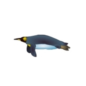 Female King Penguin